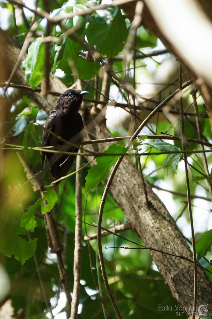 Square-tailed Drongo-Cuckoo - ML28784391
