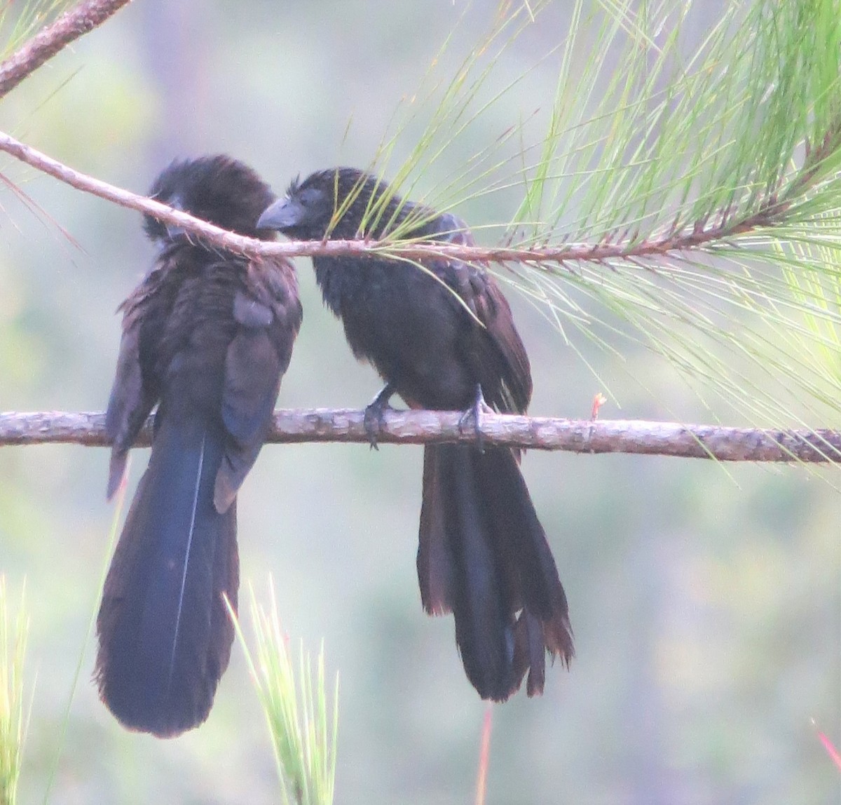 Groove-billed Ani - ML287844011