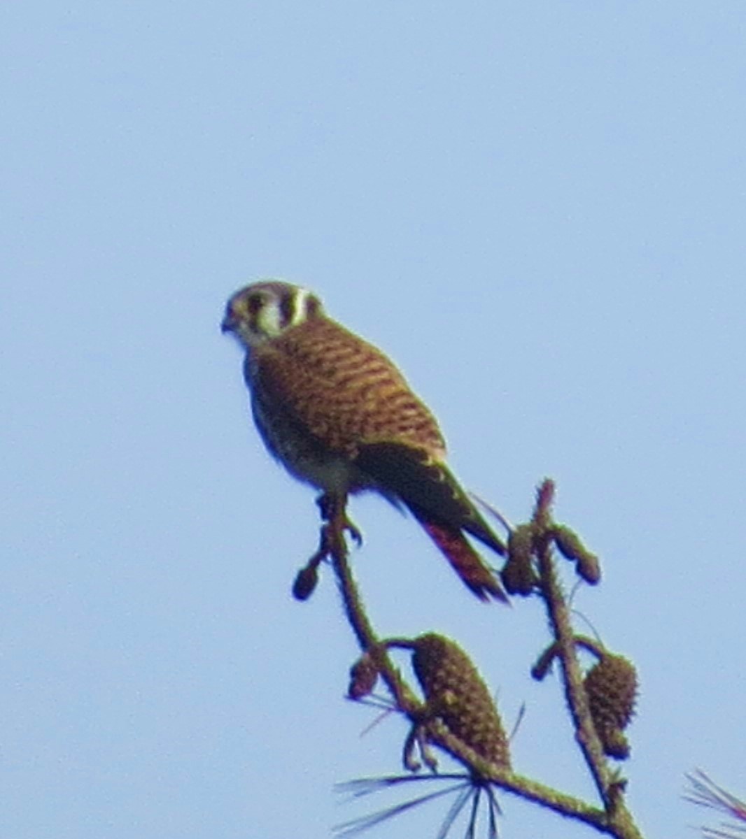 American Kestrel - ML287844021