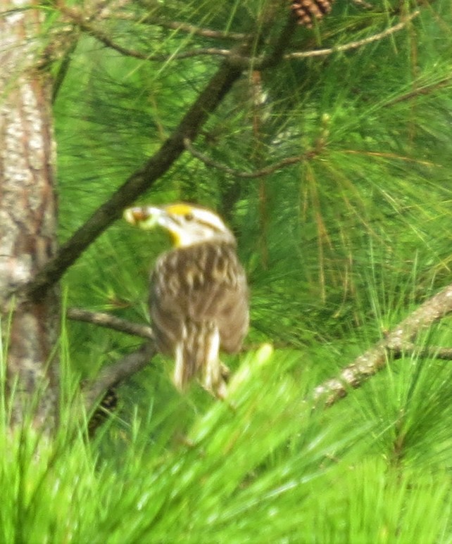 Eastern Meadowlark - ML287844111