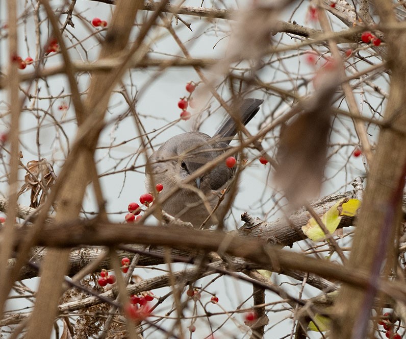 Northern Mockingbird - ML287844311