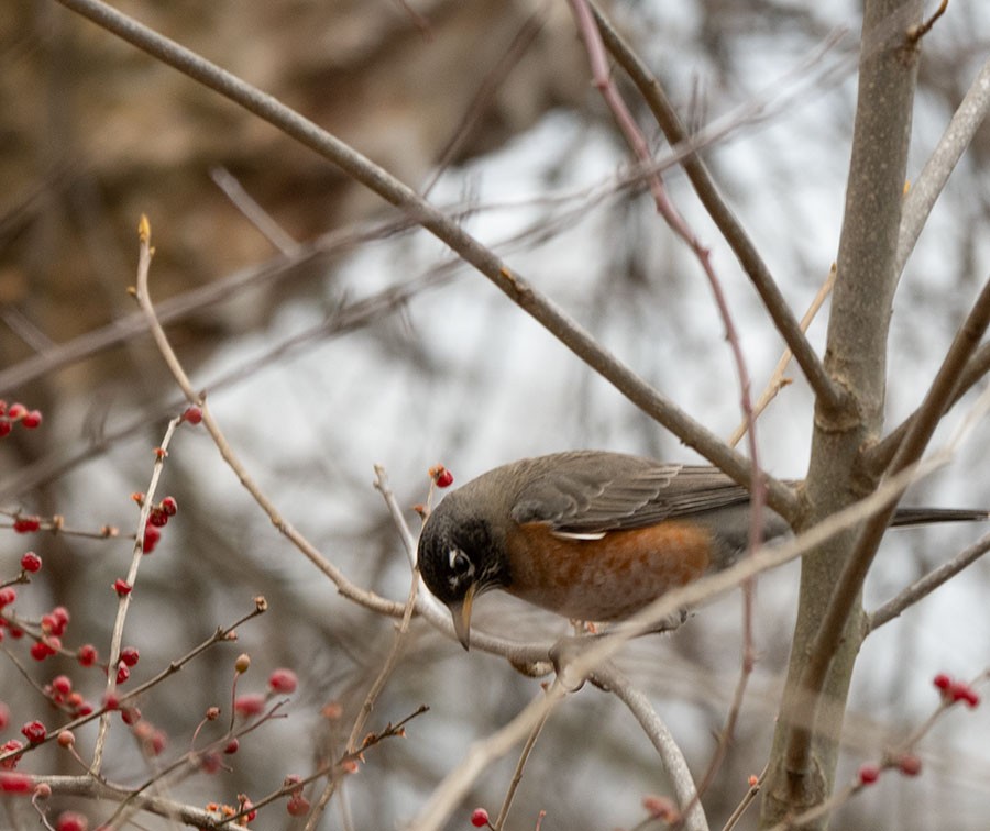 American Robin - ML287844441