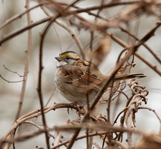 White-throated Sparrow - ML287844561