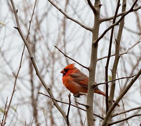 Cardinal rouge - ML287844711