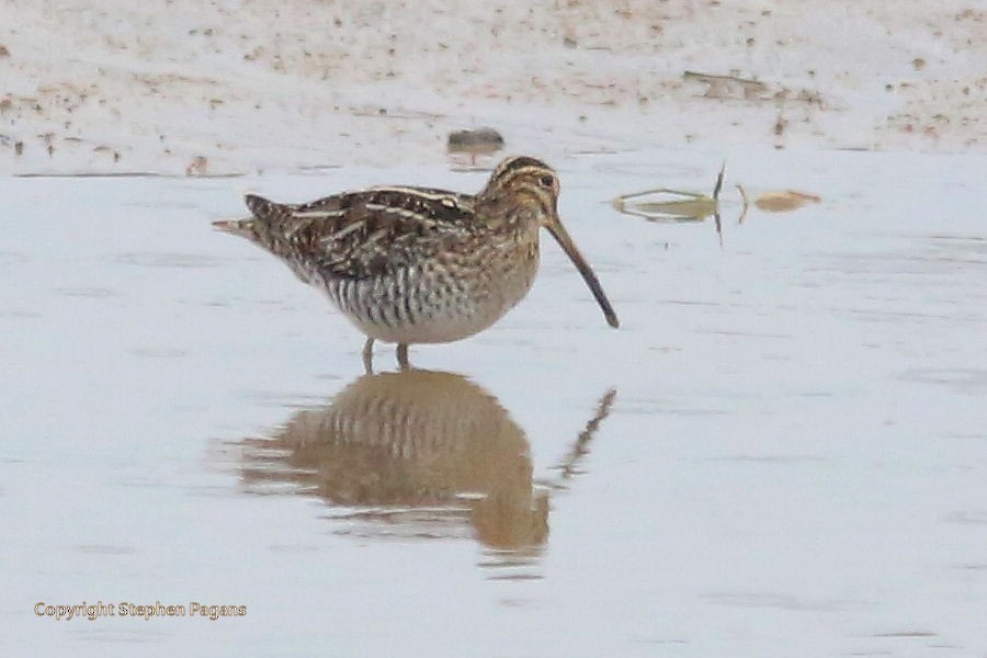 Wilson's Snipe - ML287844871