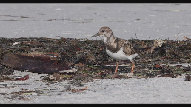 Ruddy Turnstone - ML287844881