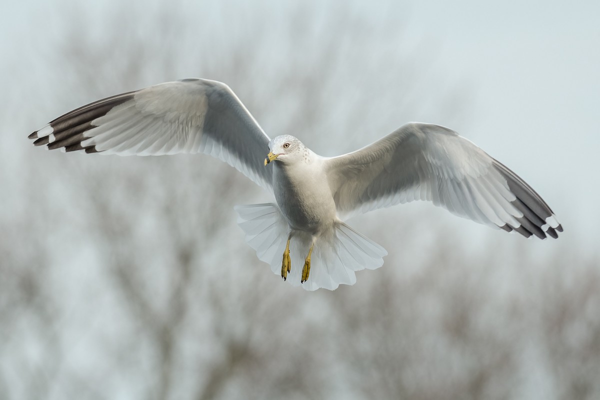 Ring-billed Gull - ML287845021