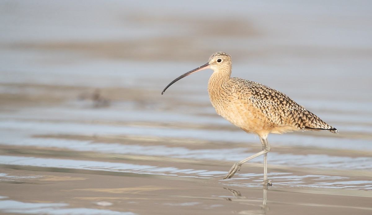 Long-billed Curlew - Ian Davies