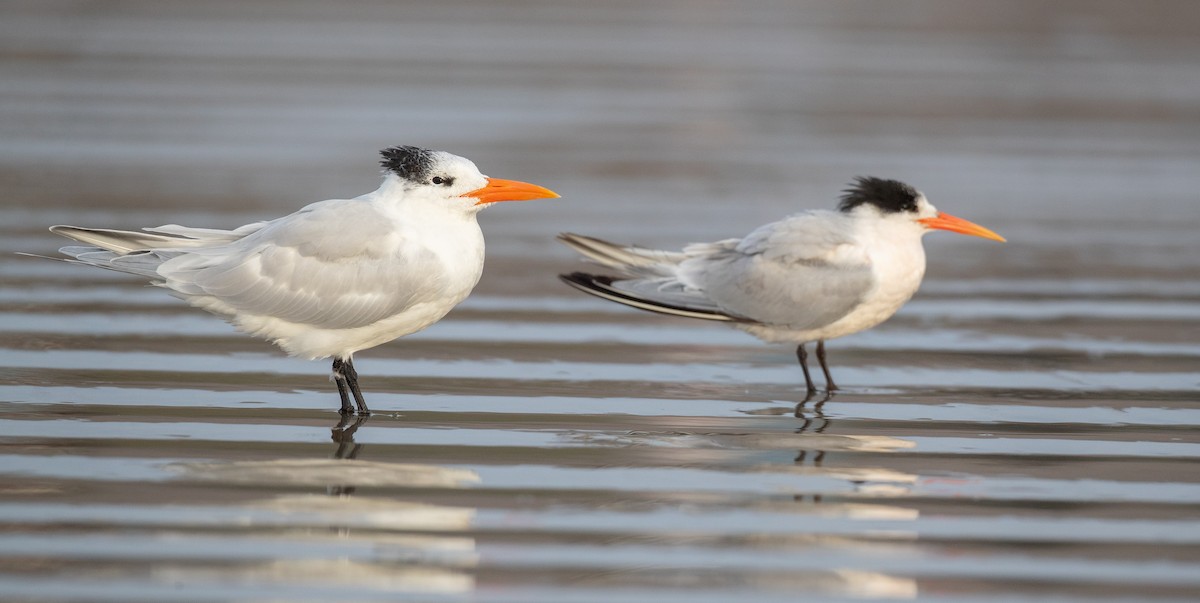 Royal Tern - ML287846281