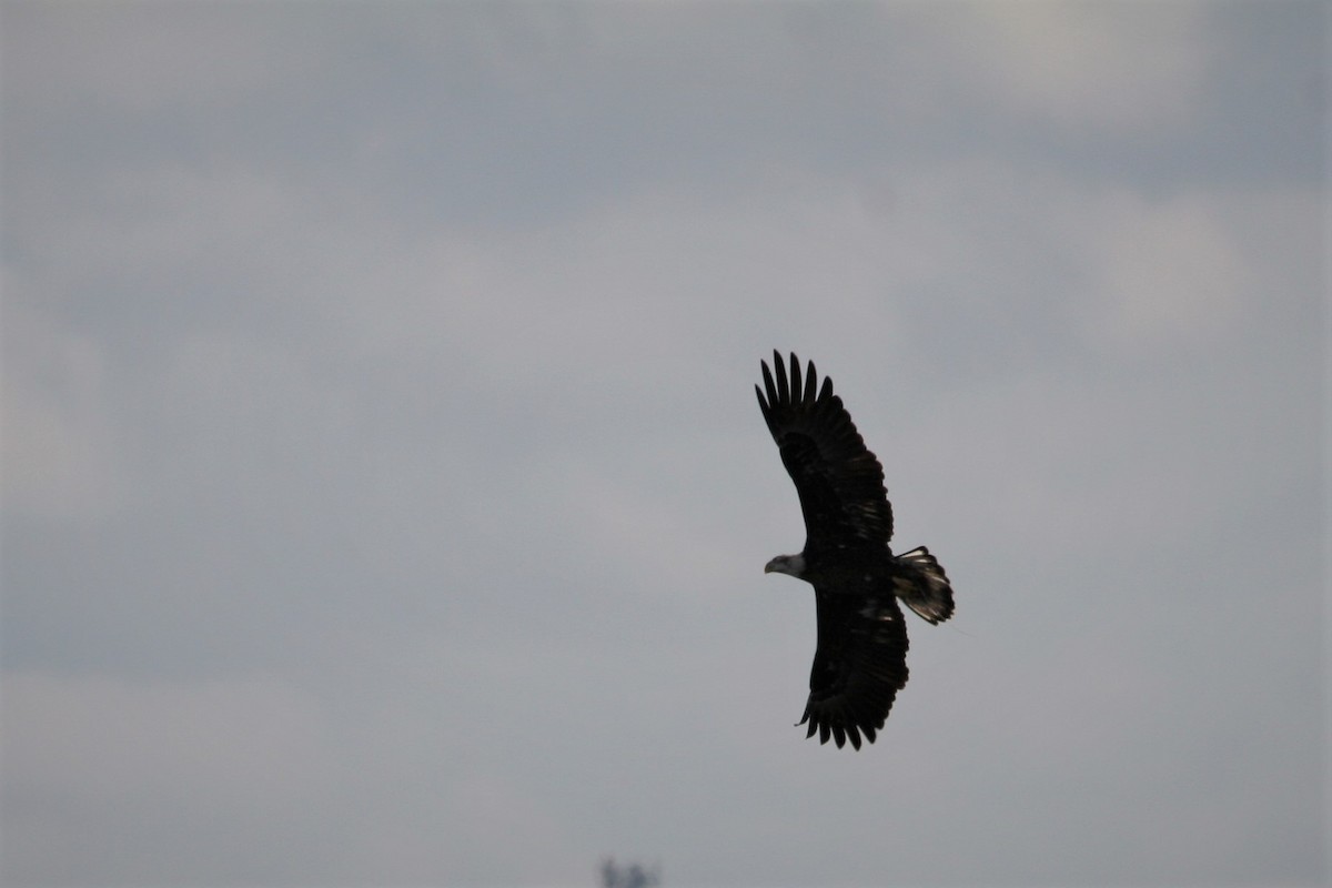 Bald Eagle - ML287846561