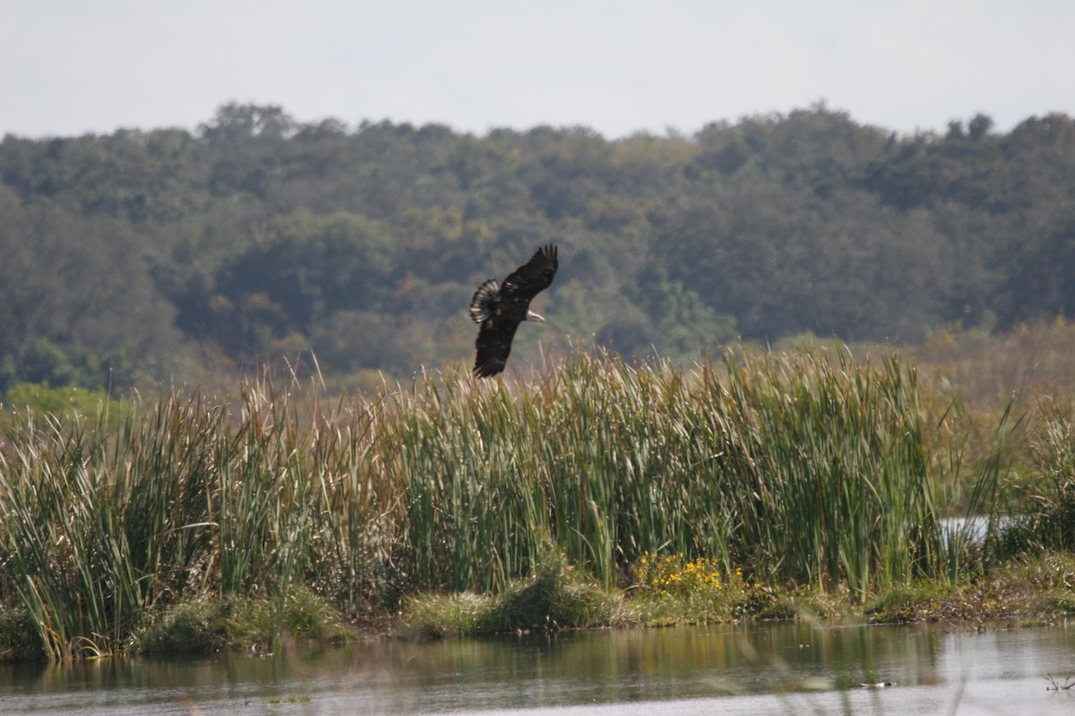 Bald Eagle - ML287846931