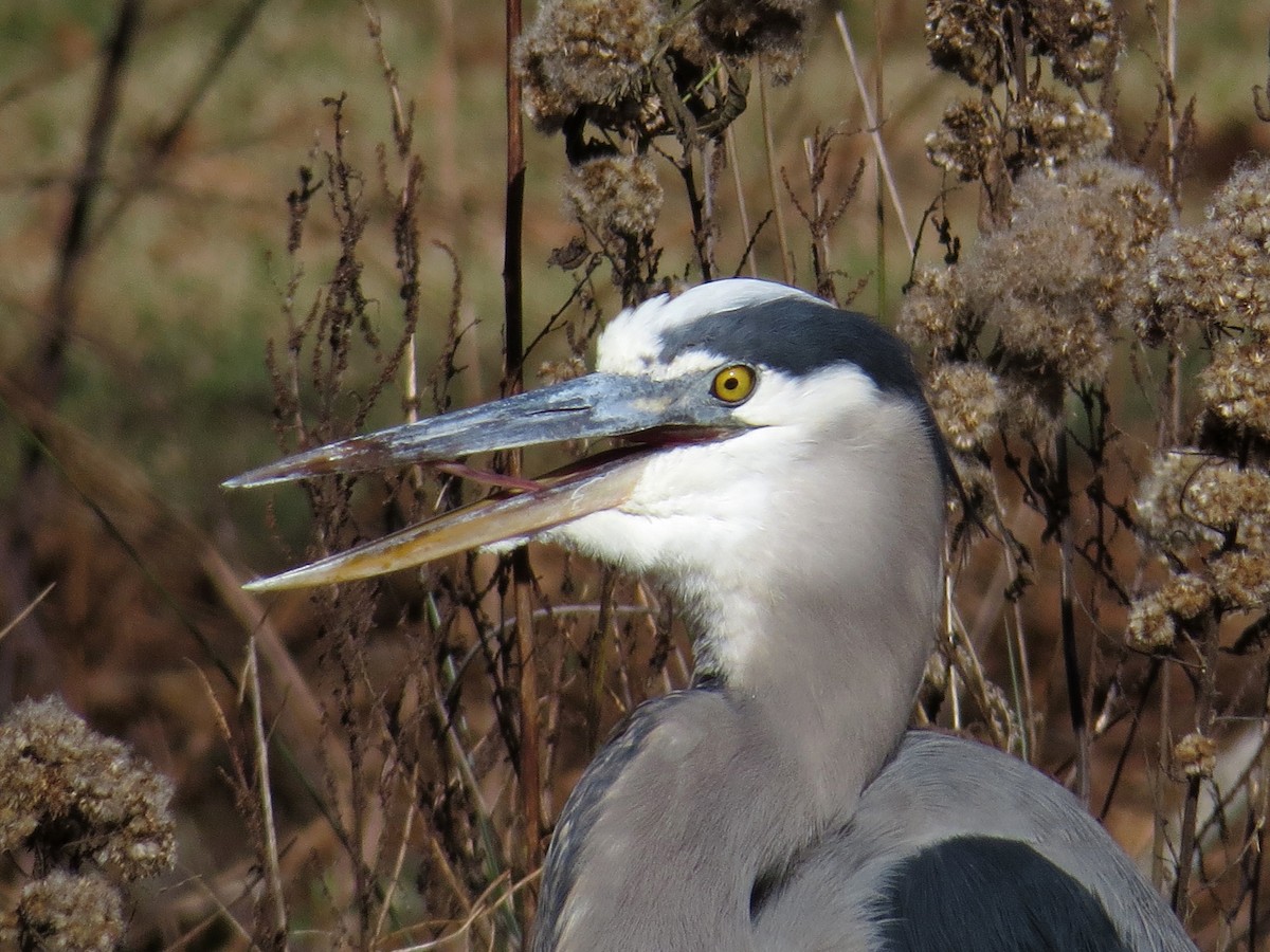 Great Blue Heron (Great Blue) - ML287850461