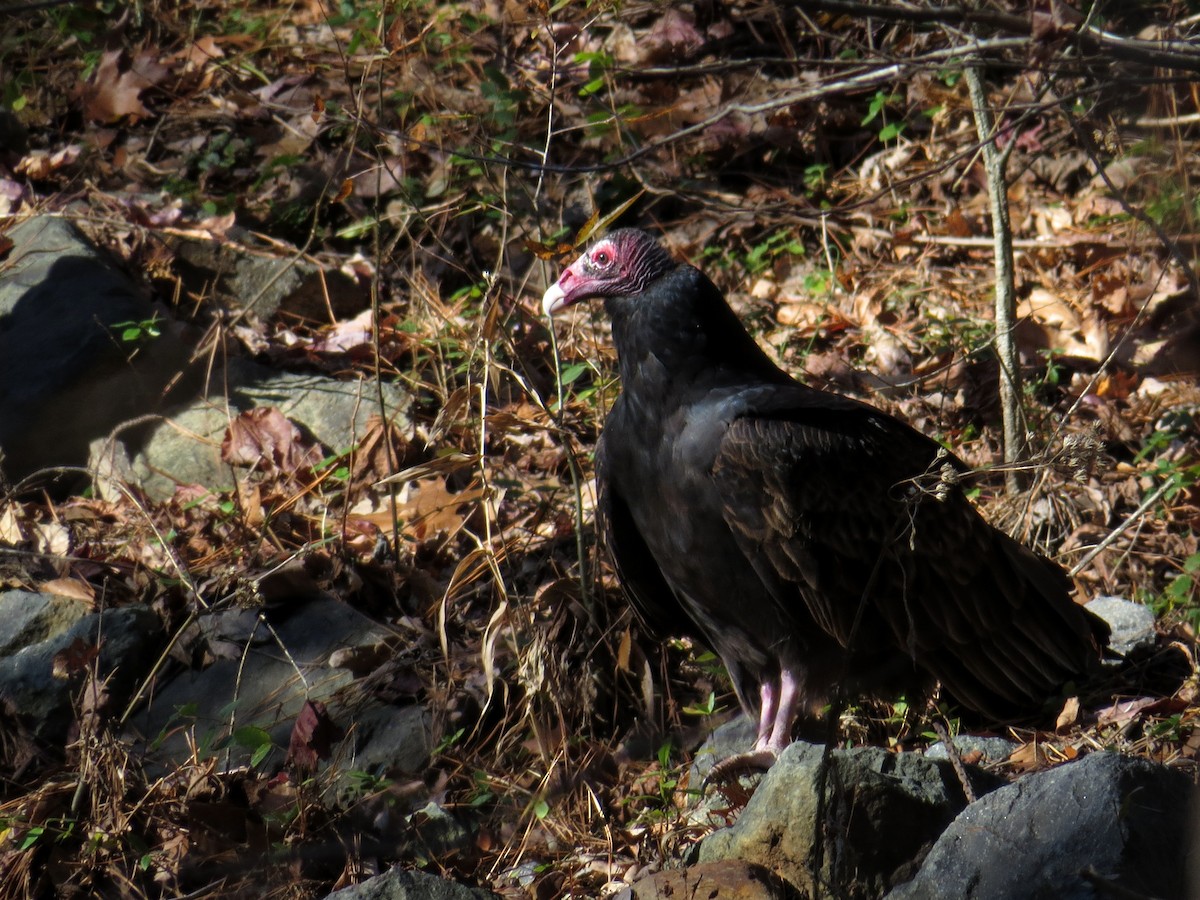 Turkey Vulture - ML287850541