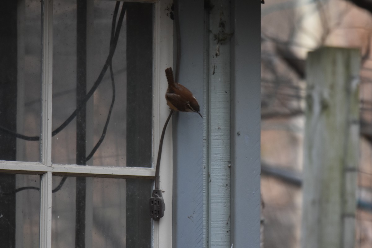 Carolina Wren - Michael Schall