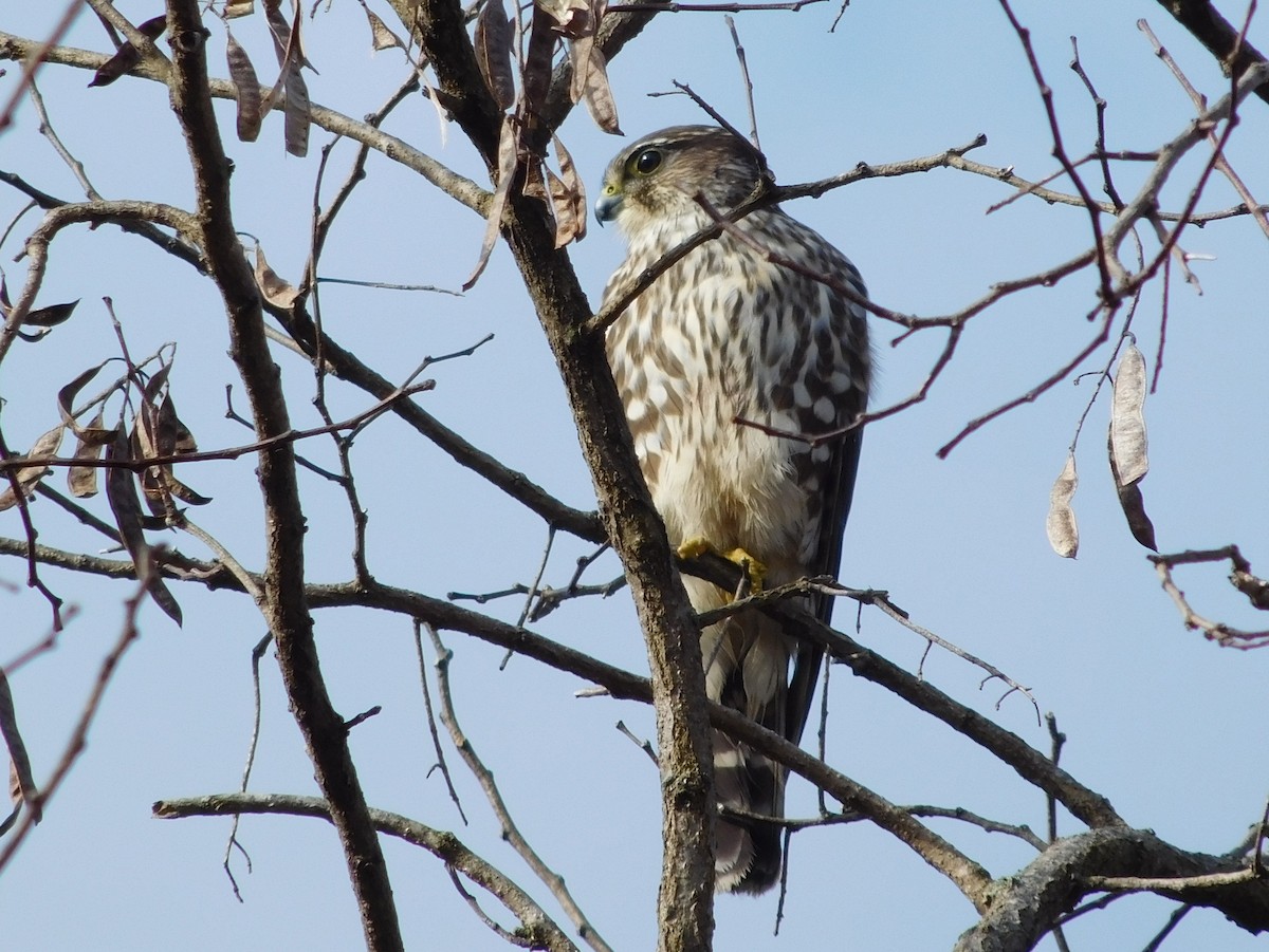 Merlin - ML287853231