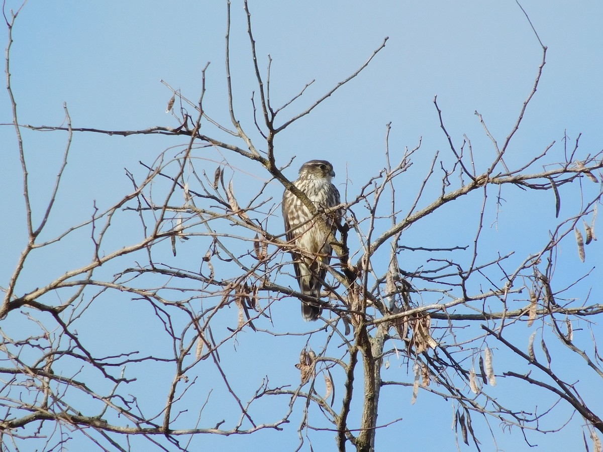 Merlin - ML287853241