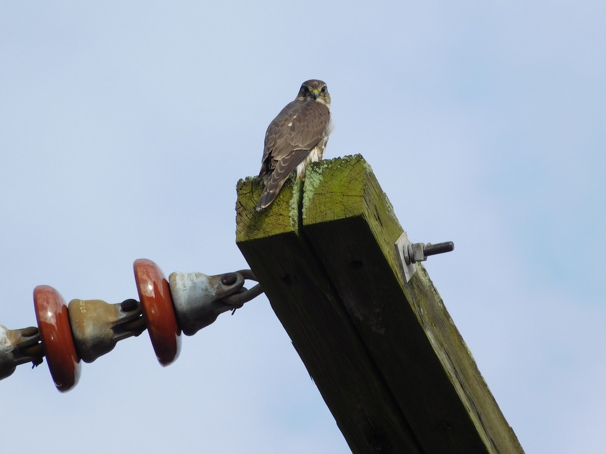 Merlin - ML287853291