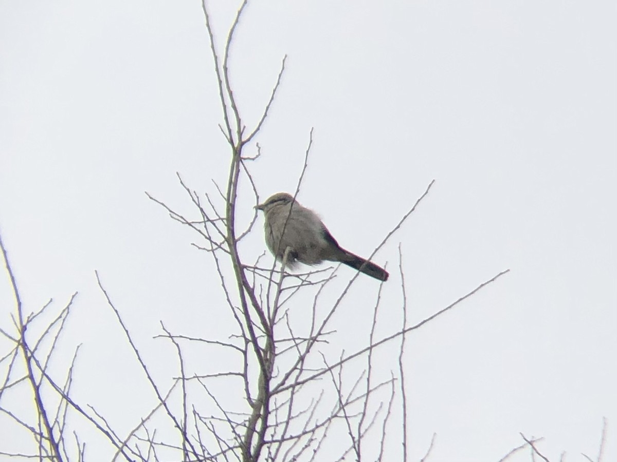 Northern Shrike - ML287853621