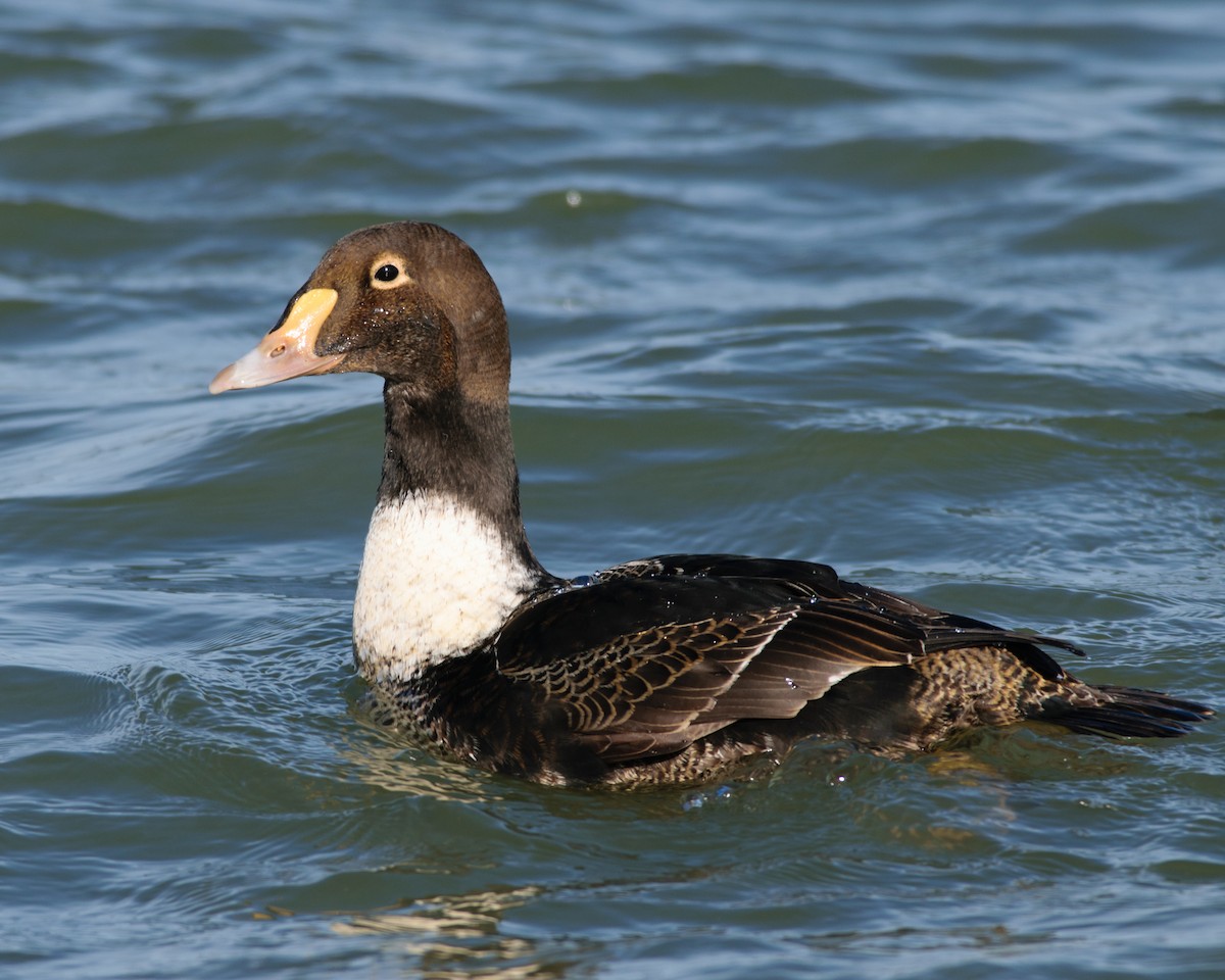 ML287854131 - King Eider - Macaulay Library