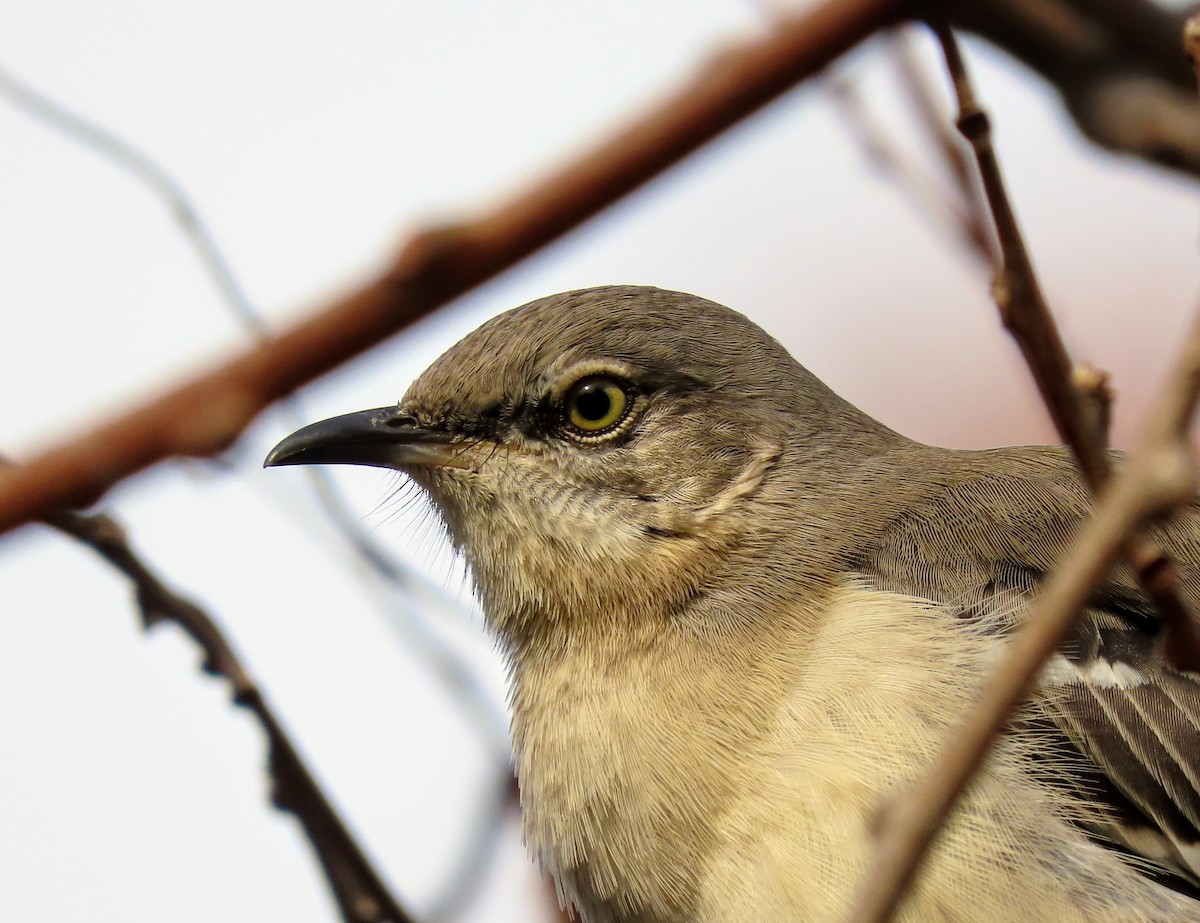 Northern Mockingbird - April Pufahl