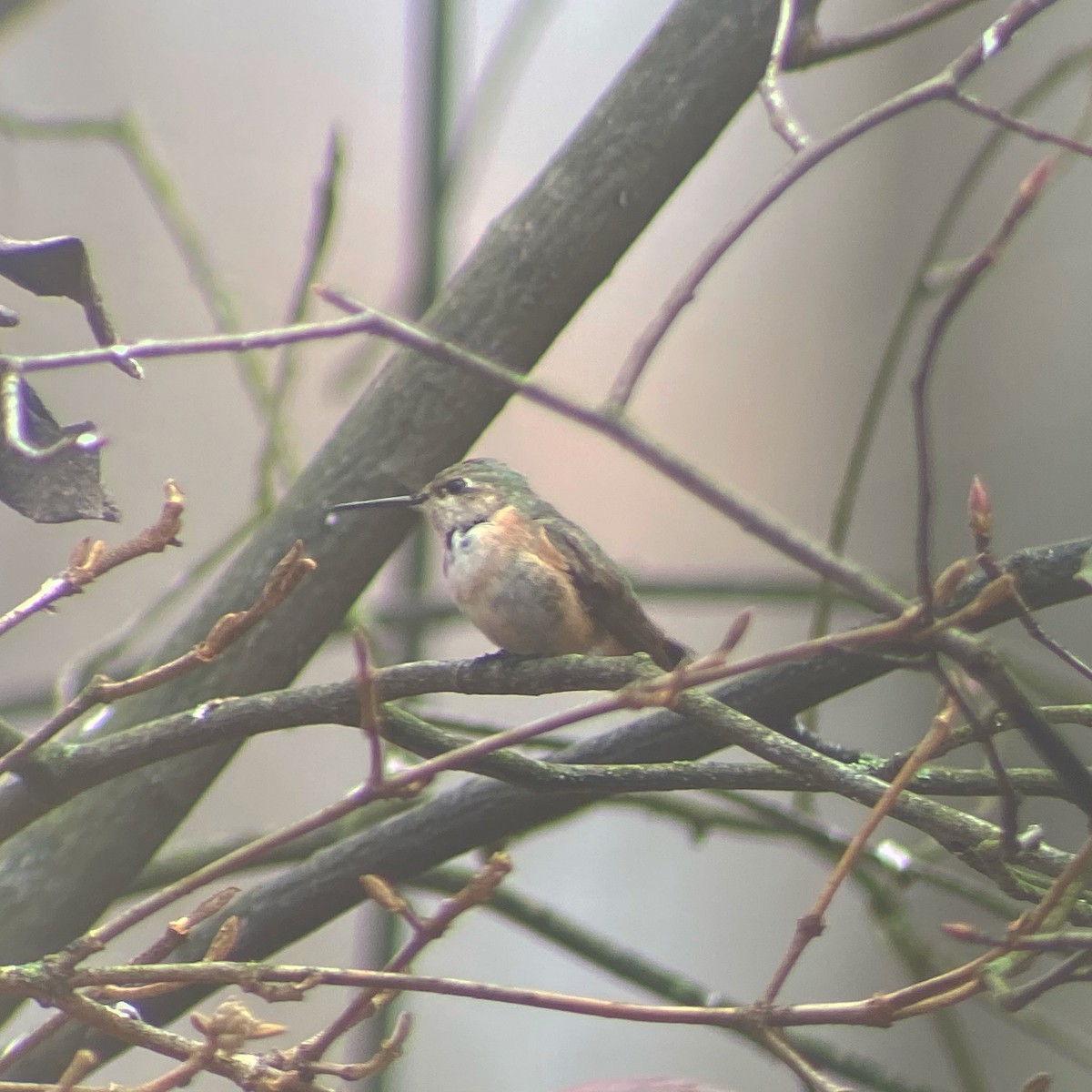 Calliope Hummingbird - ML287854881