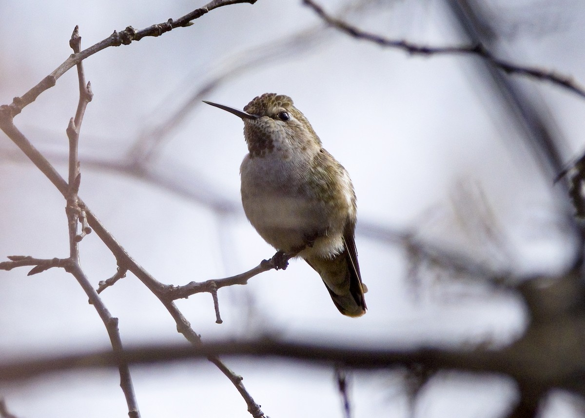 Anna's Hummingbird - Jason Garcia
