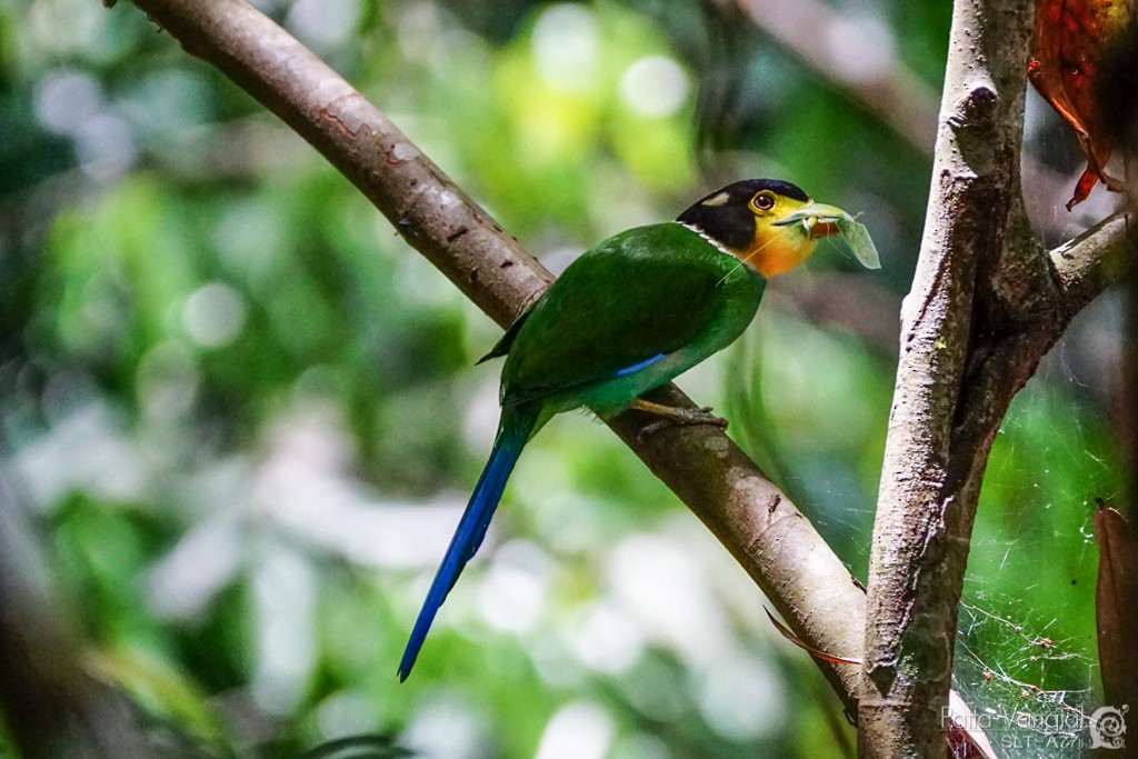 Long-tailed Broadbill - ML28786031