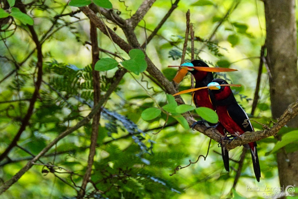 Black-and-red Broadbill - Pattaraporn Vangtal