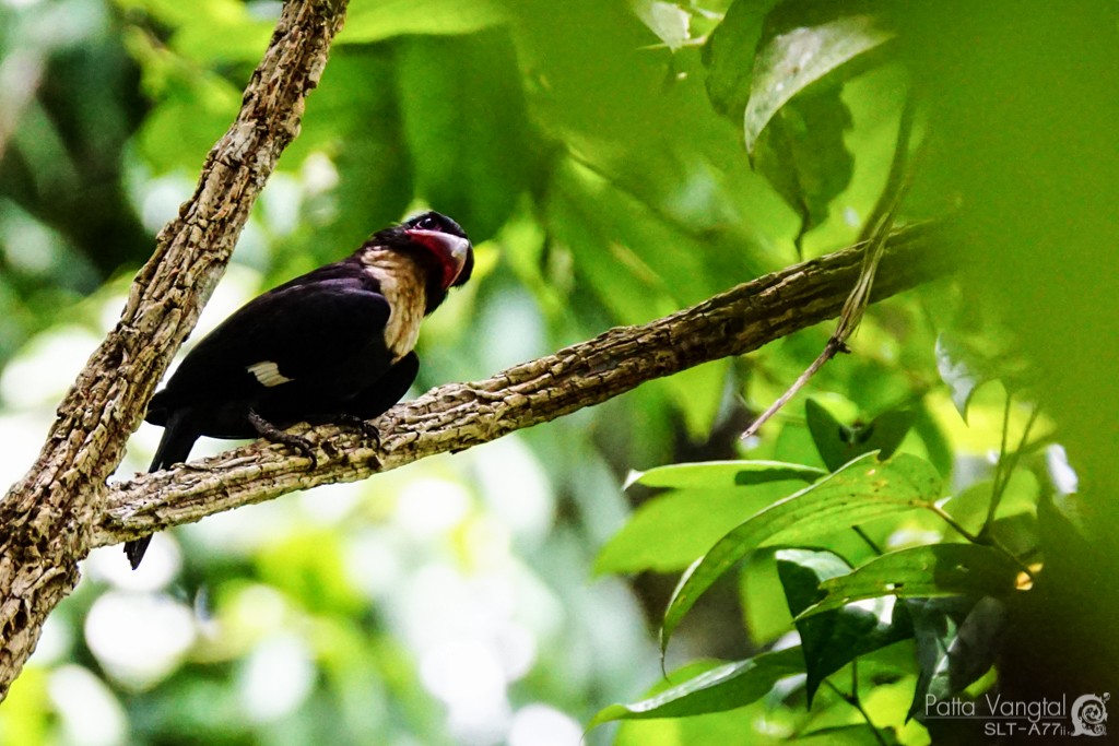 Dusky Broadbill - ML28786111