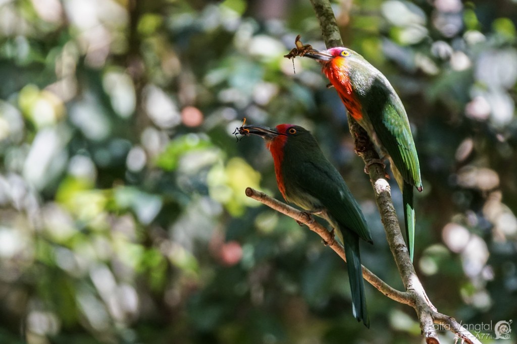 Red-bearded Bee-eater - ML28786141