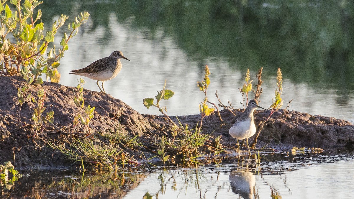 アメリカウズラシギ - ML287861691