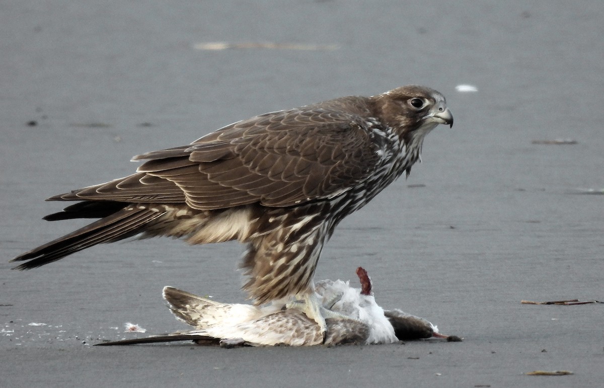 Gyrfalcon - Patricia Teague
