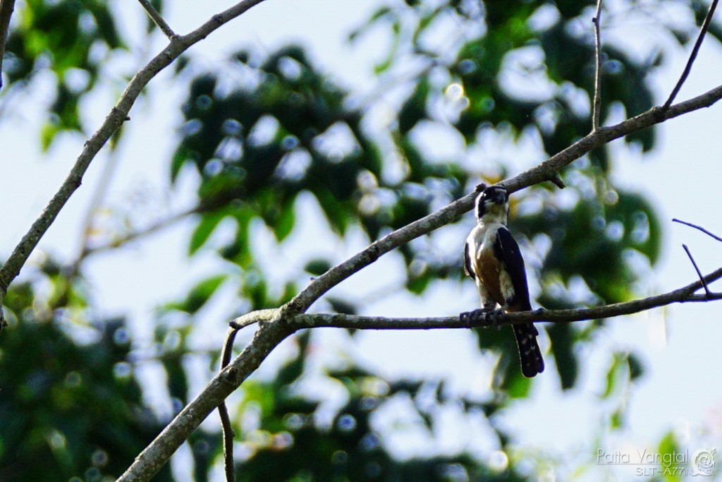 Black-thighed Falconet - ML28786311