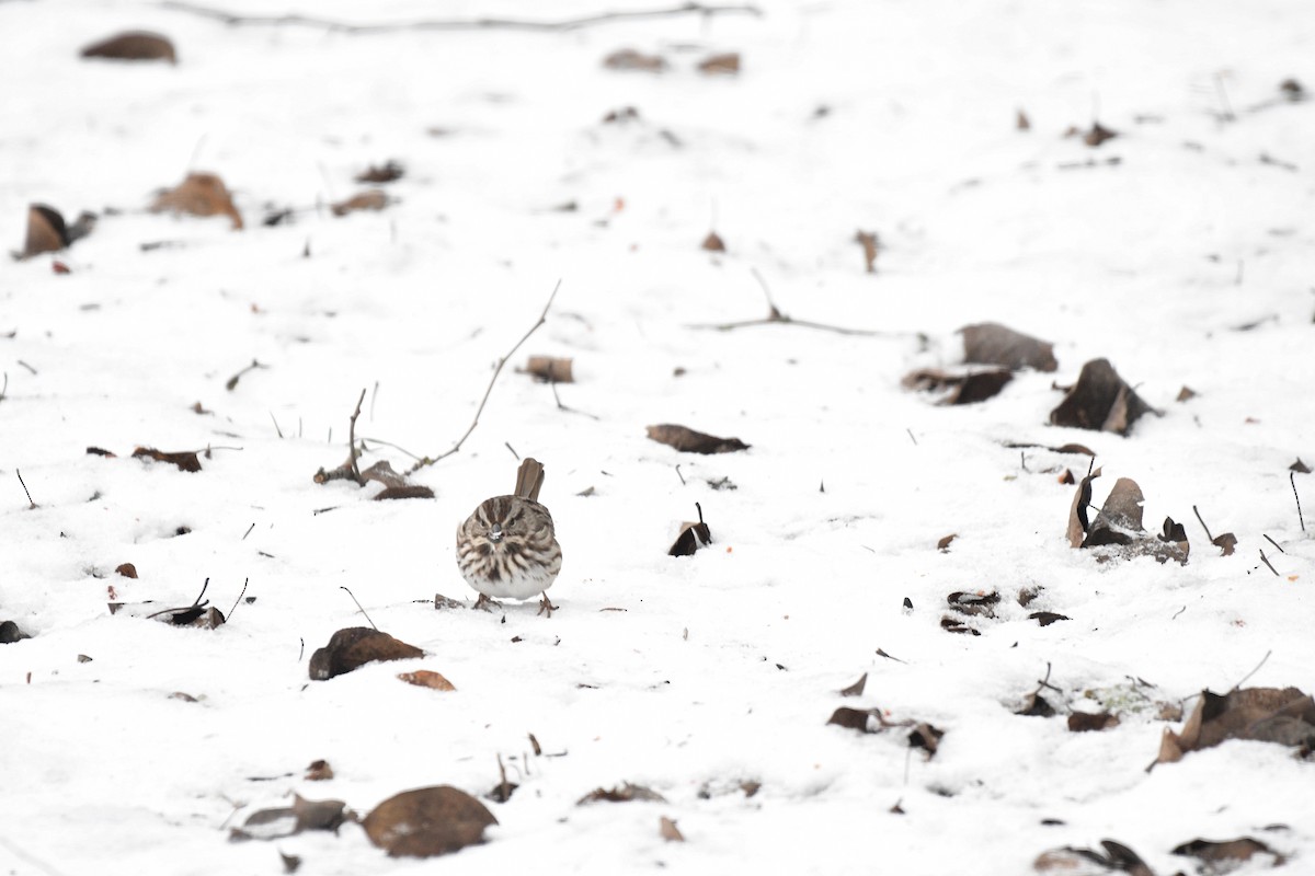 Song Sparrow - Monica Siebert