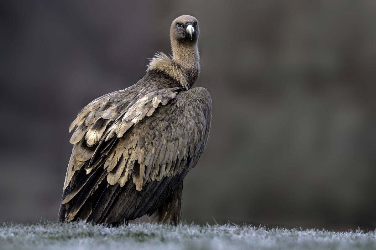 Eurasian Griffon - Ana  Mendes do Carmo