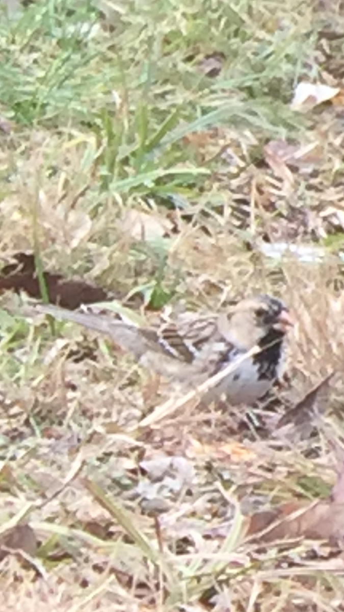 Harris's Sparrow - ML287863621