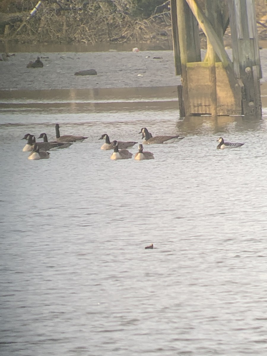 Oca facciabianca - ML287863631