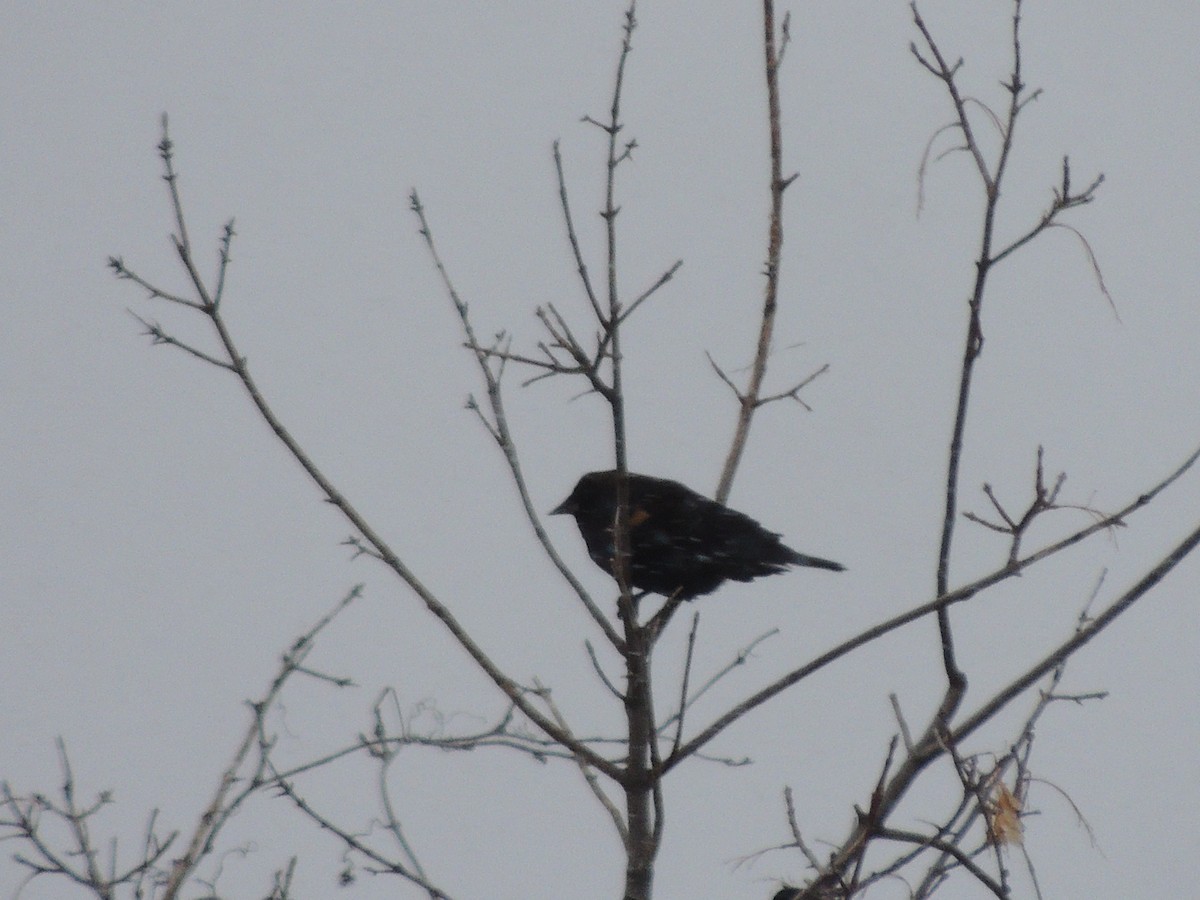 Red-winged Blackbird - Paul & Koni Fank