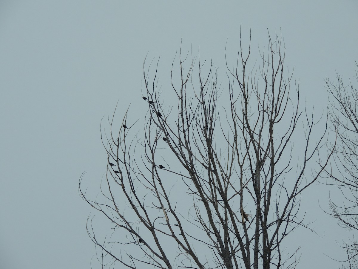 Red-winged Blackbird - Paul & Koni Fank