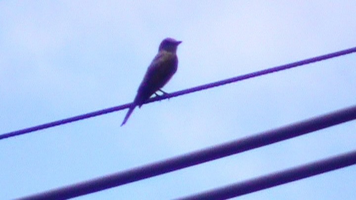 Tropical Kingbird - ML287865471