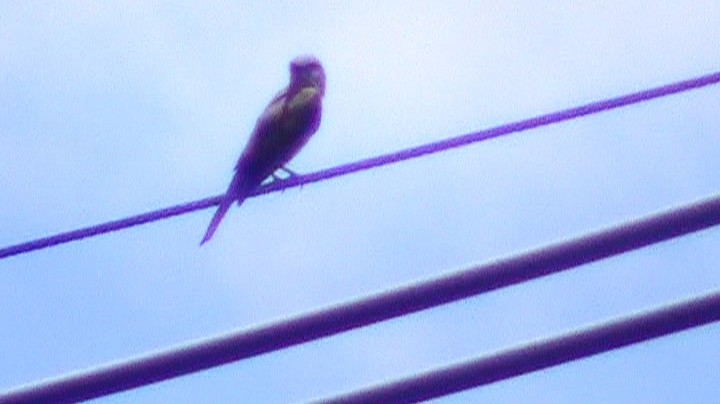 Tropical Kingbird - ML287865481