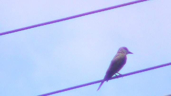 Tropical Kingbird - ML287865491