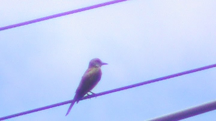 Tropical Kingbird - ML287865511