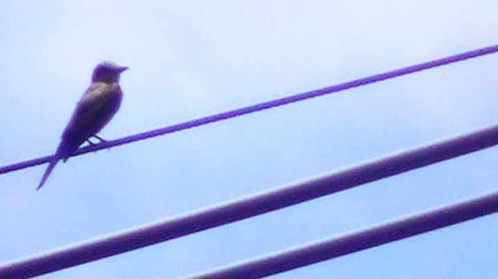 Tropical Kingbird - ML287865551