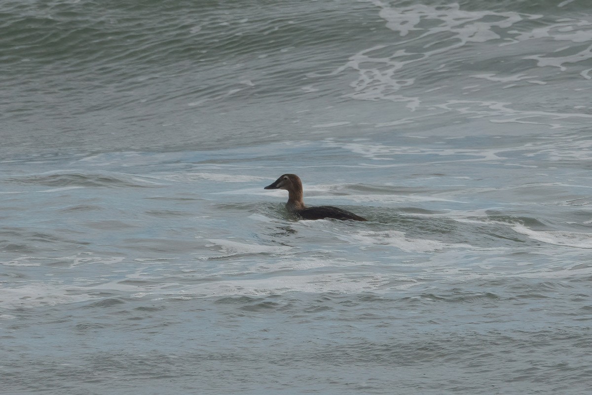 Eider à tête grise - ML287866031