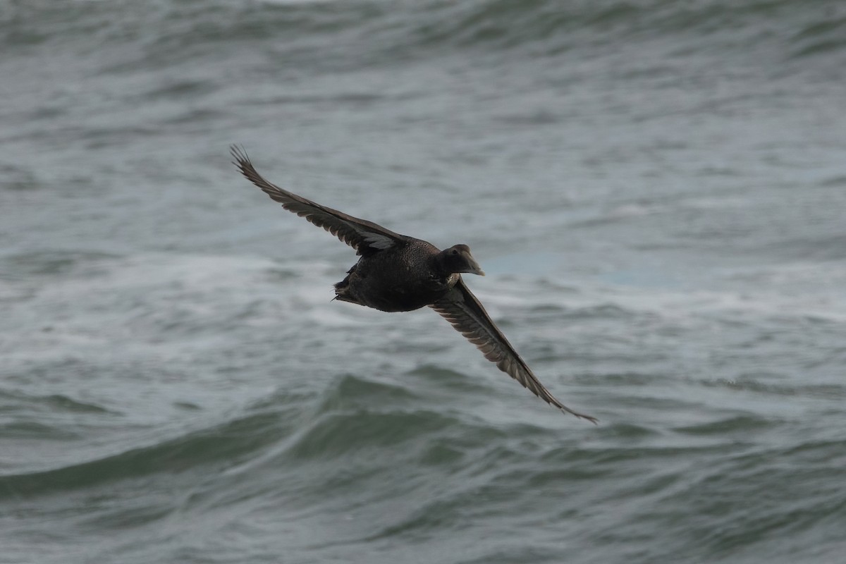 Common Eider - ML287866071