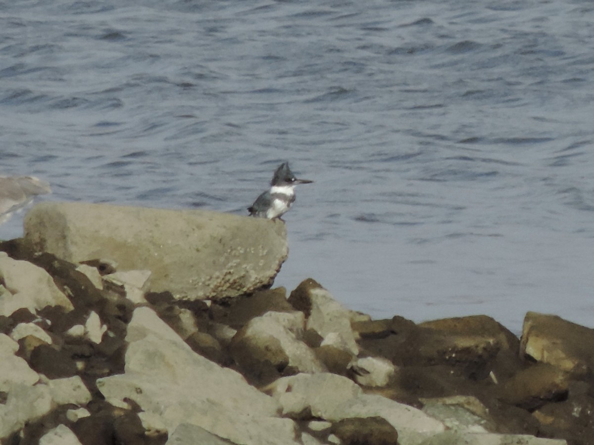 Belted Kingfisher - ML287867121