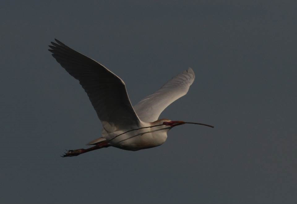 Чапля єгипетська (підвид ibis) - ML28786831