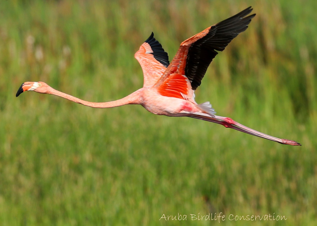 American Flamingo - Gregory Peterson