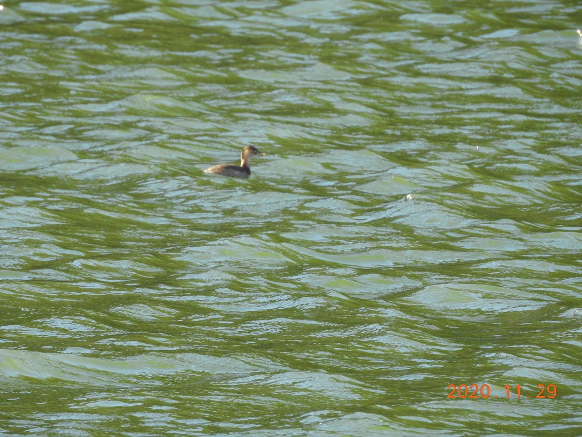 Little Grebe - ML287871141